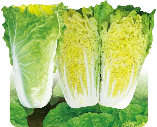 Shenshi 58——Chinese Cabbage